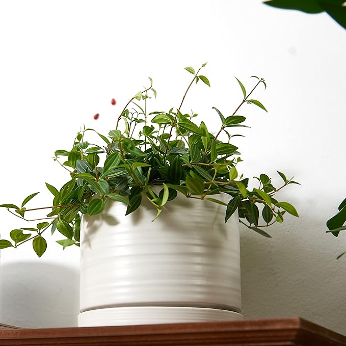 6 Inch Plant Pots, Ceramic Planter Pot with Drainage Hole & Saucer, Indoor/Outdoor Cylinder Round Planter Pot, Matte White