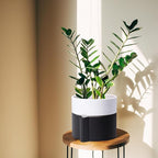 Phoenix Vine 6.5 Inch Self-Watering Planter Pot with Terracotta Insert, Deep Water Reservoir, and Ceramic-Alike BPA-Free Plastic Pot for Plant, Modern Planter for Houseplants, Black/White, 53-C-S-7