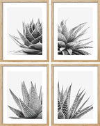 SIGNWIN Framed Black White Snake Plant Agave Cactus Succulent Wall Art, Set of 4 Floral Botanical Wall Decor Prints, Nature Wilderness Wall Décor for Living Room, Bedroom - 8"x10" Natural