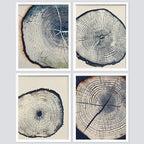 SIGNWIN Framed Blue & White Overexposed Wood Tree Ring Wall Art, Set of 4 Nature Wildernes Wall Decor Prints, Minimalism Wall Décor for Living Room, Bedroom - 8"x10" White