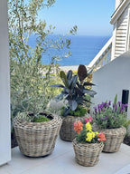 Rattan Kobo Indoor Outdoor Planter Basket with Plastic Pot X Small 1 Gallon Soil Capacity