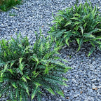 UV-Resistant Artificial Plants Faux Ferns – Certified Fade-Proof Outdoor Decor – Realistic Green Leaves Fake Greenery for Patio, Planters Front Porch Garden, and Landscaping 16 Bundles