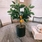 6 Inch Plant Pots, Ceramic Planter Pot with Drainage Hole & Saucer, Indoor/Outdoor Cylinder Round Planter Pot, Matte Black