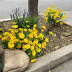 alyptus Fake Mums Outdoor Yellow Flowers 8 Bundles Plants for Outside Fall Artificial Flower UV Resistant for Wedding Home Garden Window Box Decor