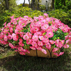 HyeFlora Artificial Flowers for Outdoors Fake Plants Outside Decoration, 12 Bundles Silk Pink Morning Glory with Eucalyptus UV Resistant Look Real Faux Flowers for Planter Front Door Yard Gardens Home