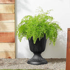 PL10BK Classic Traditional Plastic Urn Planter Indoor/Outdoor, 15" x 13", Black