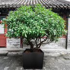 Galvanized Steel Planter Box Black Metal Planter Large Square Indoor Outdoor Planters Cube Steel Heavy Duty Flower Pot 26Inch Powder Coating Modern Commercial Residential for Patio, Deck, Yard, Garden